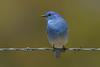 Bluebird
