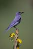 Bluebird