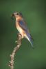 Bluebird