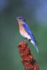 Bluebird