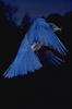 Bluebird