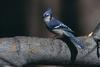 Blue Jay