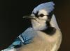 Blue Jay