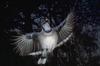 Blue Jay