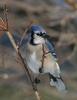 Blue Jay