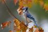 Blue Jay
