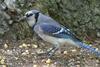 Blue Jay