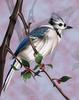 Blue Jay