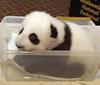 Giant Panda cubs