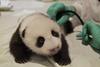 Giant Panda cubs