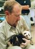 Giant Panda cubs