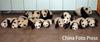 Giant Panda cubs