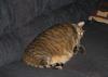 fat cat