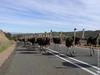 Australian road race