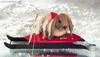 Sled Rabbit