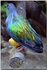 Pigeon
