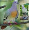 Pigeon