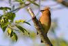 Cedar Waxwing