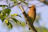 Cedar Waxwing