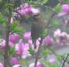 Cedar Waxwing