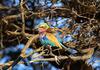 Lazuli Bunting