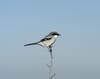 Shrike