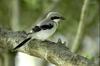 Shrike