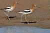 American Avocets