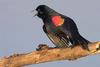 Red-winged Blackbird