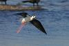 Black-necked Stilt