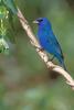 Indigo Bunting