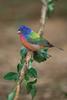 Painted Bunting