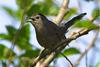 Catbird