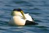 Common Eider