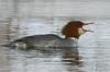 Common Merganser