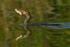 Cormorant