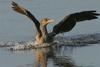 Cormorant