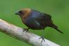 Brown-headed Cowbird