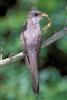 Black-billed Cuckoo