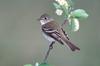 flycatcher