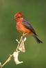 Vermillion Flycatcher