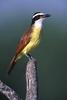 Great Kiskadee