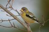 Evening Grosbeak