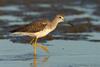 Greater Yellowlegs