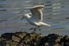 Herring Gull