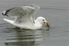 Herring Gull