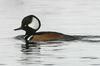 Hooded Merganser