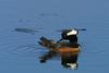 Hooded Merganser