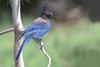 Steller's Jay