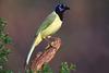 Green Jay